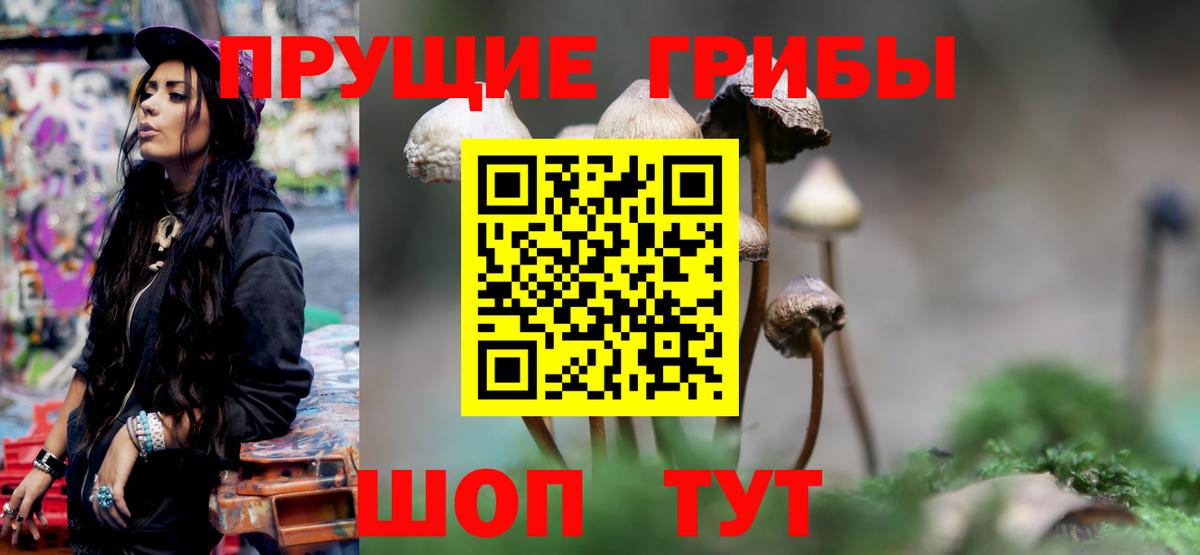Галлюциногенные грибы Psilocybe Рязань